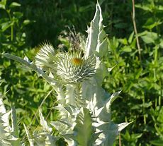 Image result for Scothc Thistle Weed