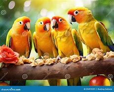 Image result for Conure Bird Pic