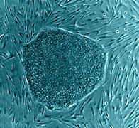 Image result for Stem Cell Function