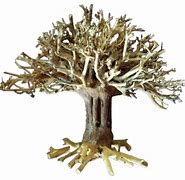 Image result for Tree in Fish Tank