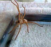 Image result for Giant Desert Spider