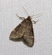 Image result for Moth Gender