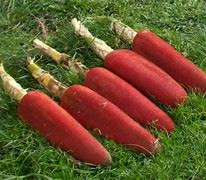 Image result for Buah Merah Tree