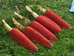 Image result for Buah Merah Dari