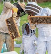 Image result for Beginning Beekeeping