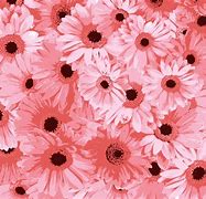 Image result for Pink Fluit Flowers