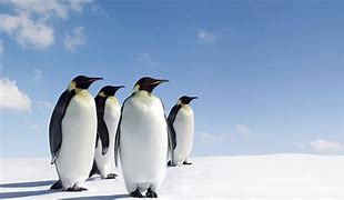 Image result for Penguin Laptop Wallpaper