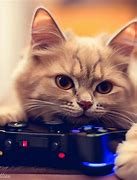 Image result for PlayStation Cat Game