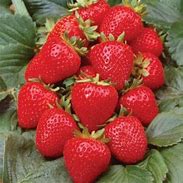 Image result for Strawberry Heartbreaking