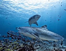 Image result for Great Tiger Shark