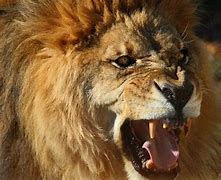 Image result for lion roar meaning