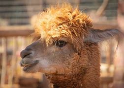 Image result for Pet Llama