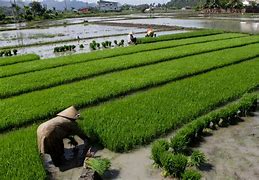 Image result for Potongan Bangunan Tanah Keras Gambut