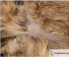 Image result for Mites in Dogs Skin