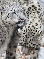 Image result for Snow Leopard Back Markings