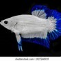 Image result for Blue Rim Betta Fish