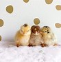 Image result for Serama Chicken Baby