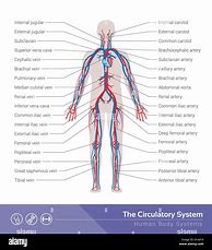 Image result for Body CAD Diagram