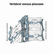 Image result for Vertebral Venous Plexus