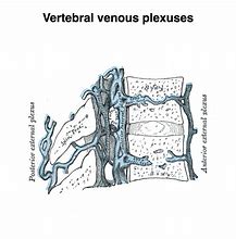 Image result for Venous Plexus Spine