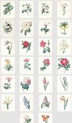 Image result for Botanical Illustrations Free