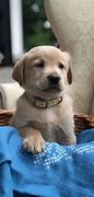 Image result for Golden Retriever Mix Puppies