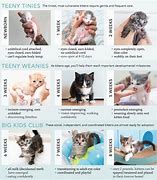 Image result for Usia Kucing