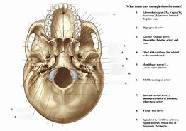 Image result for Body Foramen