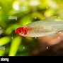 Image result for Tetra Fish Eggs