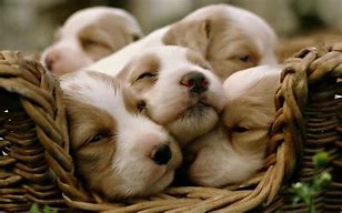 Image result for Cute Adoptable Dogs