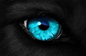 Image result for Snow Wolf Blue Eyes