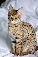 Image result for Full-Grown Serval Cat