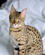 Image result for The Savannah Cat