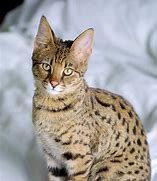 Image result for Full-Grown Serval Cat