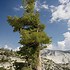 Image result for Full-Grown White Pines