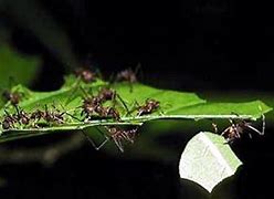 Image result for Leaf Cutter Ant Images