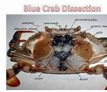 Image result for Blue Crab Anatomy Diagram