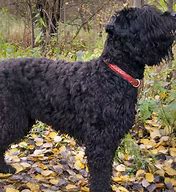 Image result for Shaggy Eared Dog