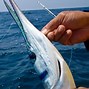 Image result for Long Baim Fish