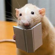 Image result for Rotating Rat