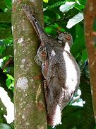 Image result for colugos baby