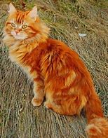 Image result for Fluffy Ginger Cat