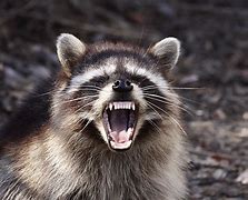 Image result for Smart Raccoon