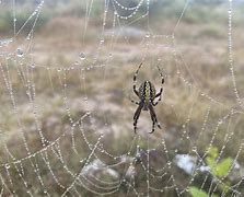 Image result for Spider Web Dew