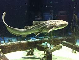 Image result for Great Lakes Aquarium