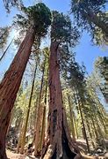 Image result for Sequoia National Park to Yosemite