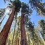 Image result for Sequoia National Park to Yosemite