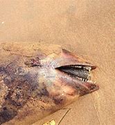 Image result for Dead Harbour Porpoise