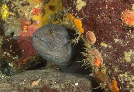 Image result for Deep Sea Wolf Eel