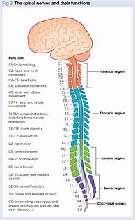 Image result for Spinal Nerves List